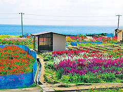 七浦のお花畑