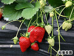 相葉苺園
