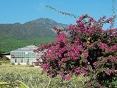 屋久島有用植物リサーチパーク
