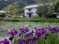 加茂花菖蒲園