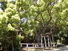 清盛楠