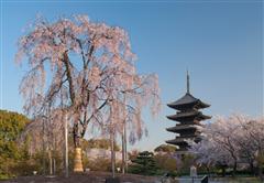 教王護国寺(東寺)
