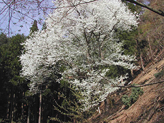 糸原のみづめ桜