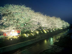 切戸川の桜並木