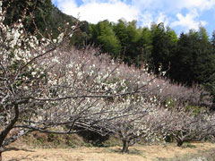 明谷梅林