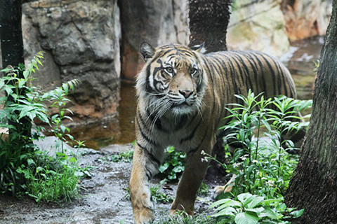 恩賜上野動物園
