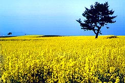 道の駅よこはま菜の花プラザ