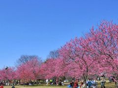 古河総合公園